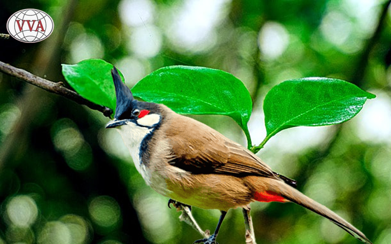 Hình 1: Chim Chào Mào Huế 